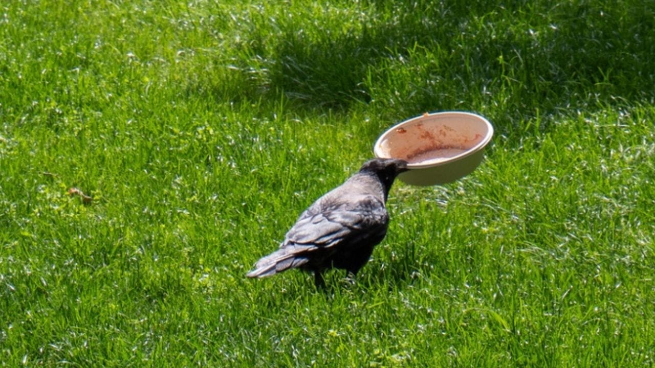 Crows Can Be Your Friends&mdash;Follow These Steps - crow eating ss2462186963 adyh