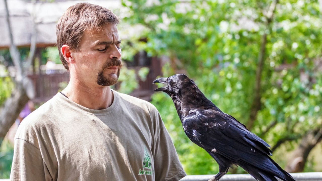 Crows Remember Their Enemies for Nearly 20 Years 3 Crows Remember Their Enemies for Nearly 20 Years -