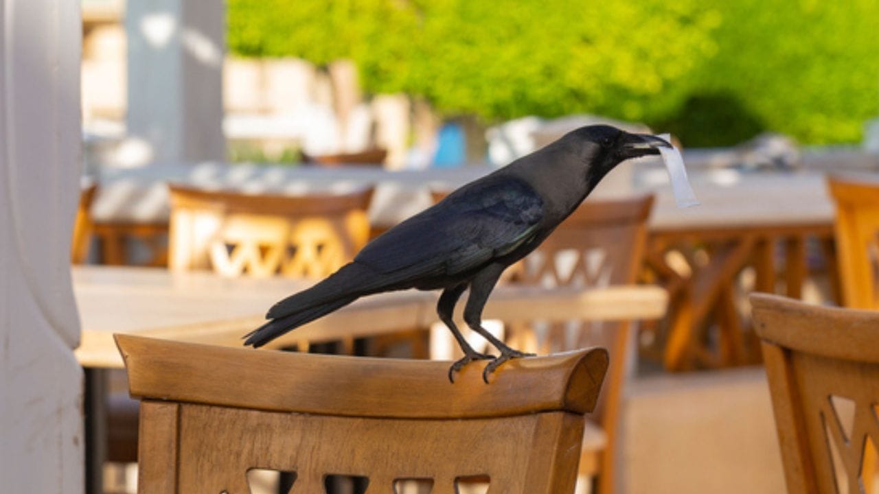 Crows Can Be Your Friends—Follow These Steps 3 Crows Can Be Your Friends—Follow These Steps - crow in chair ss1923066116 adyh