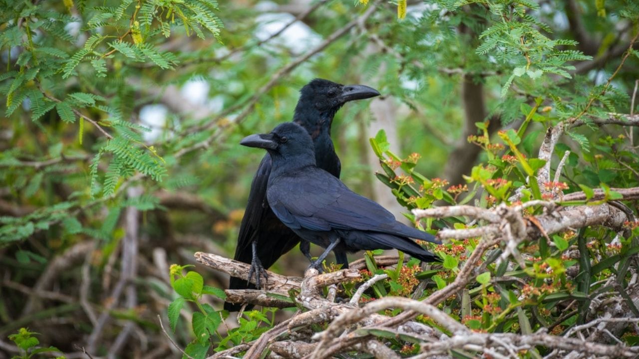 Crows Can Be Your Friends—Follow These Steps 7 Crows Can Be Your Friends—Follow These Steps - crow in tree ss2338603559 adyh