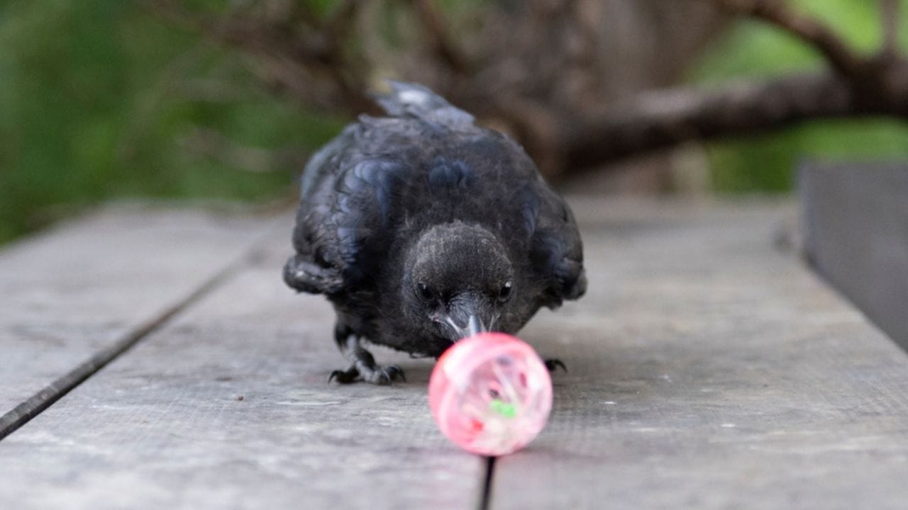 Crows Remember Their Enemies for Nearly 20 Years 4 Crows Remember Their Enemies for Nearly 20 Years - crow intelligent ss2453241197 adyh