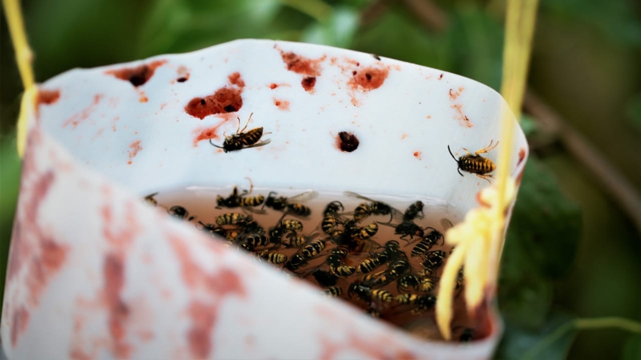 Pine-Sol Isn’t Just for Floors: 15 Surprising Uses That Shine 11 Pine-Sol Isn’t Just for Floors: 15 Surprising Uses That Shine - dead wasp in cider vinegar and jam dp404553942 dnoh