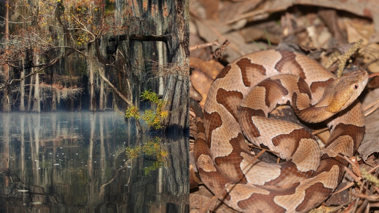 Copperhead Snake Hotspots: 25 States Where They Thrive 6 Copperhead Snake Hotspots: 25 States Where They Thrive - delaware swamp usa ss2097482905 adyh Southern Copperhead snake ss1400076725 adyh