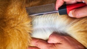 Say Goodbye to Fleas with These 15 Powerful Natural Repellents 1 Say Goodbye to Fleas with These 15 Powerful Natural Repellents - dog fleas ss2175796887 degm