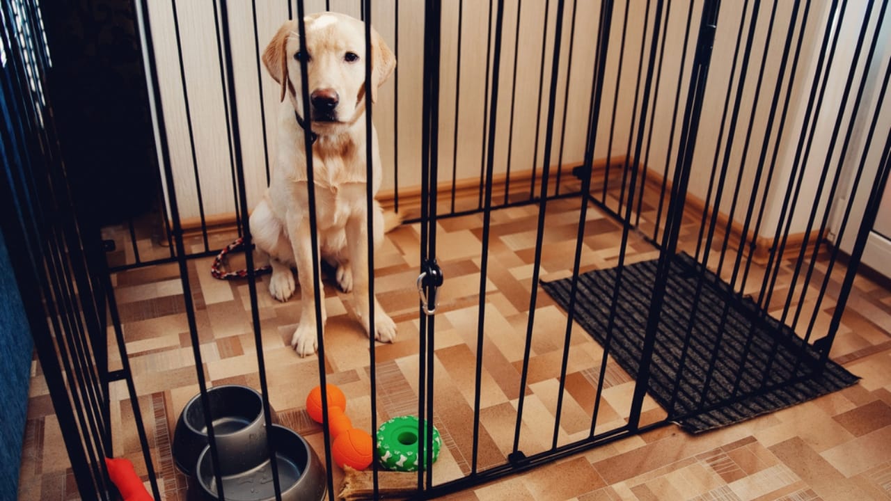 15 Hidden Costs of Pet Ownership Every Pet Parent Should Know 16 15 Hidden Costs of Pet Ownership Every Pet Parent Should Know - dog barrier dp222542400 dnoh