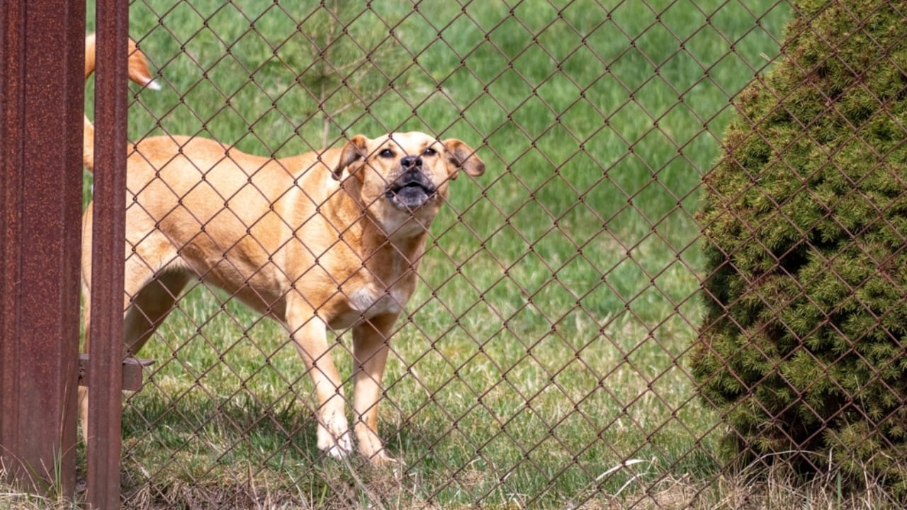 12 Strategies for Dealing with Coyote Encounters in Your Neighborhood 6 12 Strategies for Dealing with Coyote Encounters in Your Neighborhood - dog fence ss2356527111 dnoh 2