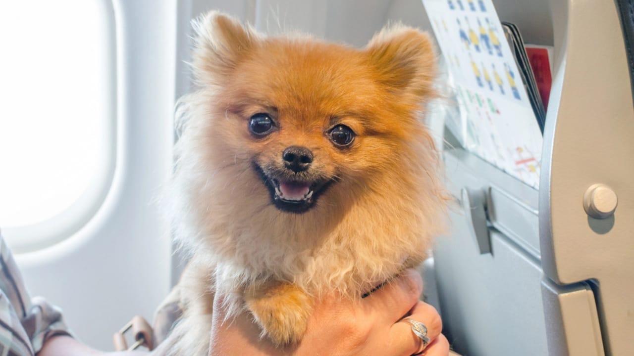 15 Hidden Costs of Pet Ownership Every Pet Parent Should Know 5 15 Hidden Costs of Pet Ownership Every Pet Parent Should Know - dog in plane dp234521918 dnoh