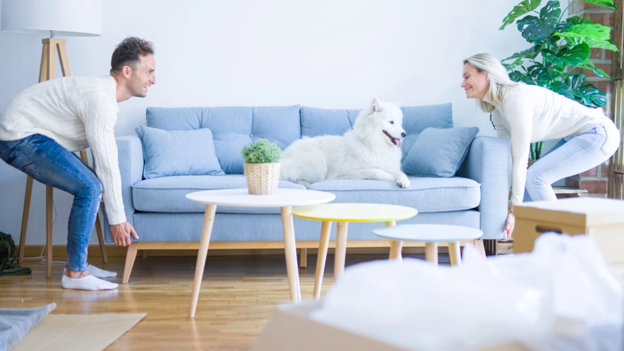 15 Hidden Costs of Pet Ownership Every Pet Parent Should Know 3 15 Hidden Costs of Pet Ownership Every Pet Parent Should Know - dog in sofa dp314394682 dnoh