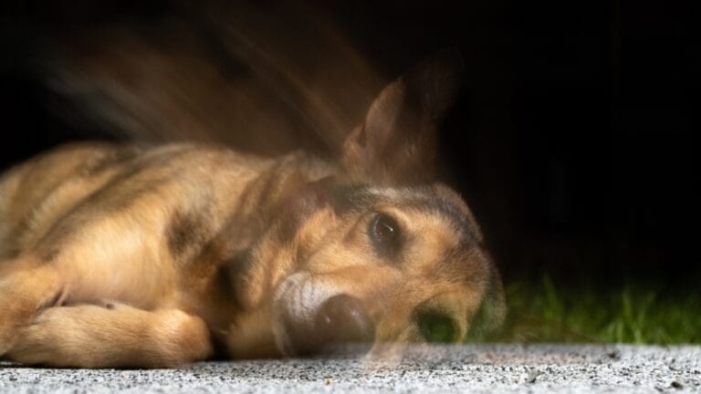 Faith Meets Science in the Debate Over Dogs’ Souls 10 Faith Meets Science in the Debate Over Dogs’ Souls - dog lying ss2339174721 adyh