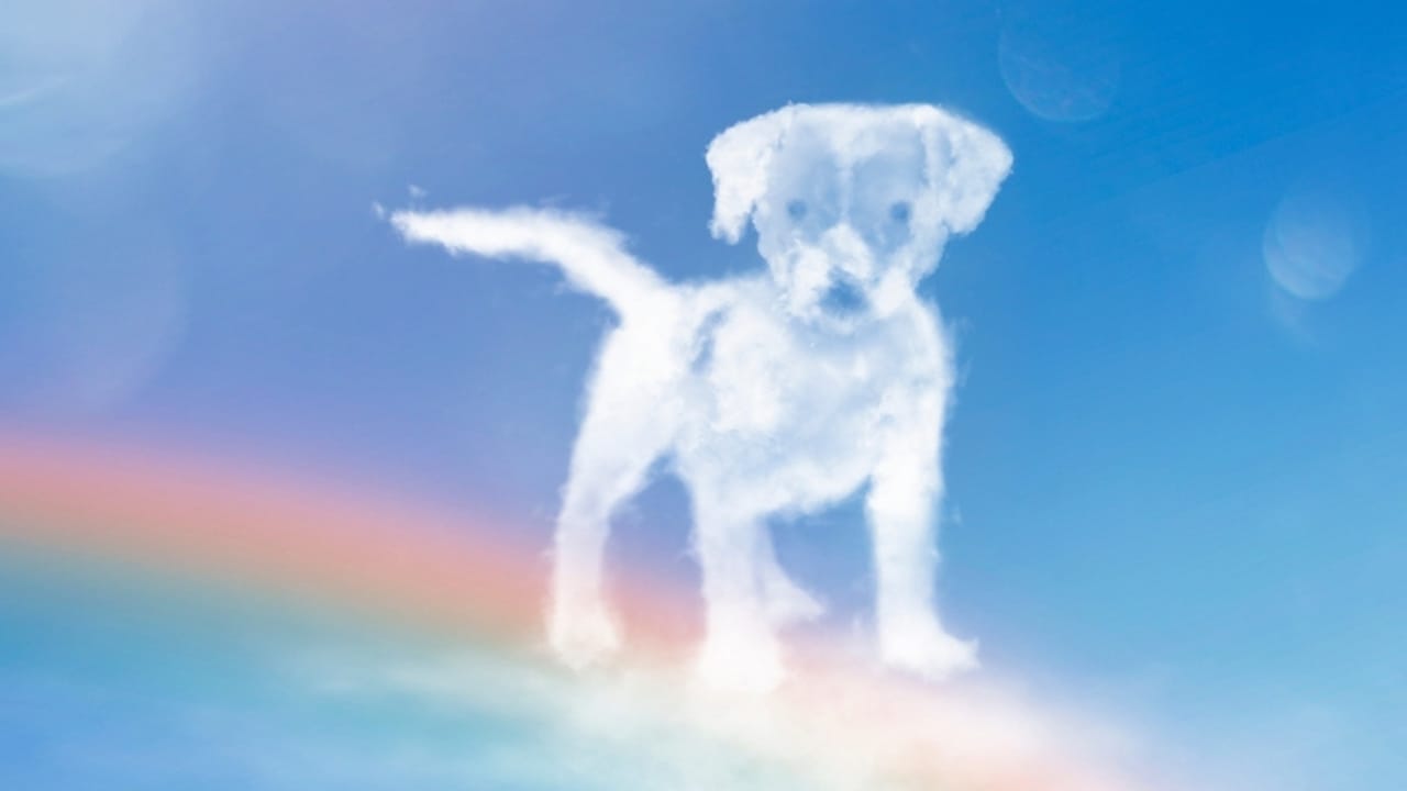 Faith Meets Science in the Debate Over Dogs’ Souls 5 Faith Meets Science in the Debate Over Dogs’ Souls - dog spiritual ss2184340655 adyh