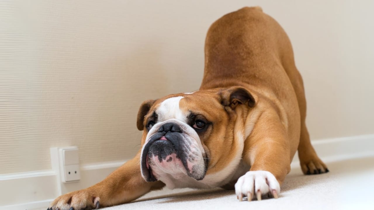 Your Dog’s Morning Stretch Means More Than You Think 3 Your Dog’s Morning Stretch Means More Than You Think - dog stretching dp103430168 dnoh