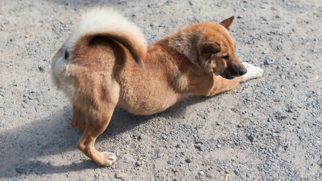 Your Dog’s Morning Stretch Means More Than You Think 7 Your Dog’s Morning Stretch Means More Than You Think - dog stretching dp150346984 dnoh