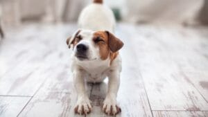 Your Dog’s Morning Stretch Means More Than You Think 1 Your Dog’s Morning Stretch Means More Than You Think - dog stretching dp179382548 dnoh