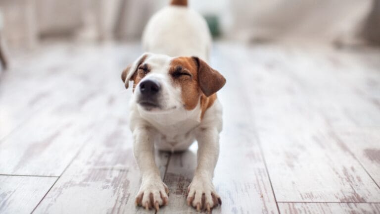 Your Dog’s Morning Stretch Means More Than You Think 2 Your Dog’s Morning Stretch Means More Than You Think - dog stretching dp179382548 dnoh