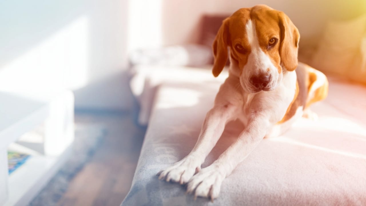 Your Dog’s Morning Stretch Means More Than You Think 6 Your Dog’s Morning Stretch Means More Than You Think - dog stretching dp282769070 dnoh