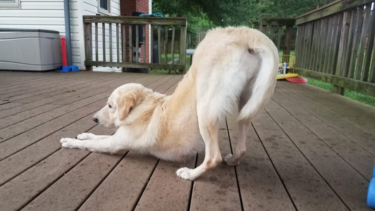 Your Dog’s Morning Stretch Means More Than You Think 4 Your Dog’s Morning Stretch Means More Than You Think - dog stretching dp382664616 dnoh