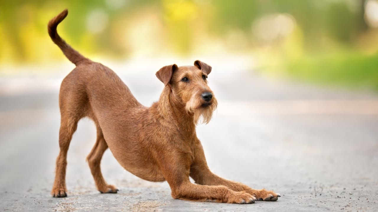 Your Dog’s Morning Stretch Means More Than You Think 5 Your Dog’s Morning Stretch Means More Than You Think - dog stretching dp383362850 dnoh
