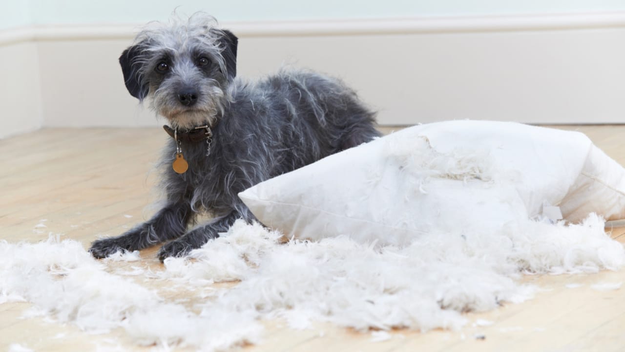 15 Hidden Costs of Pet Ownership Every Pet Parent Should Know 8 15 Hidden Costs of Pet Ownership Every Pet Parent Should Know - dog with pillow dp78451682 dnoh