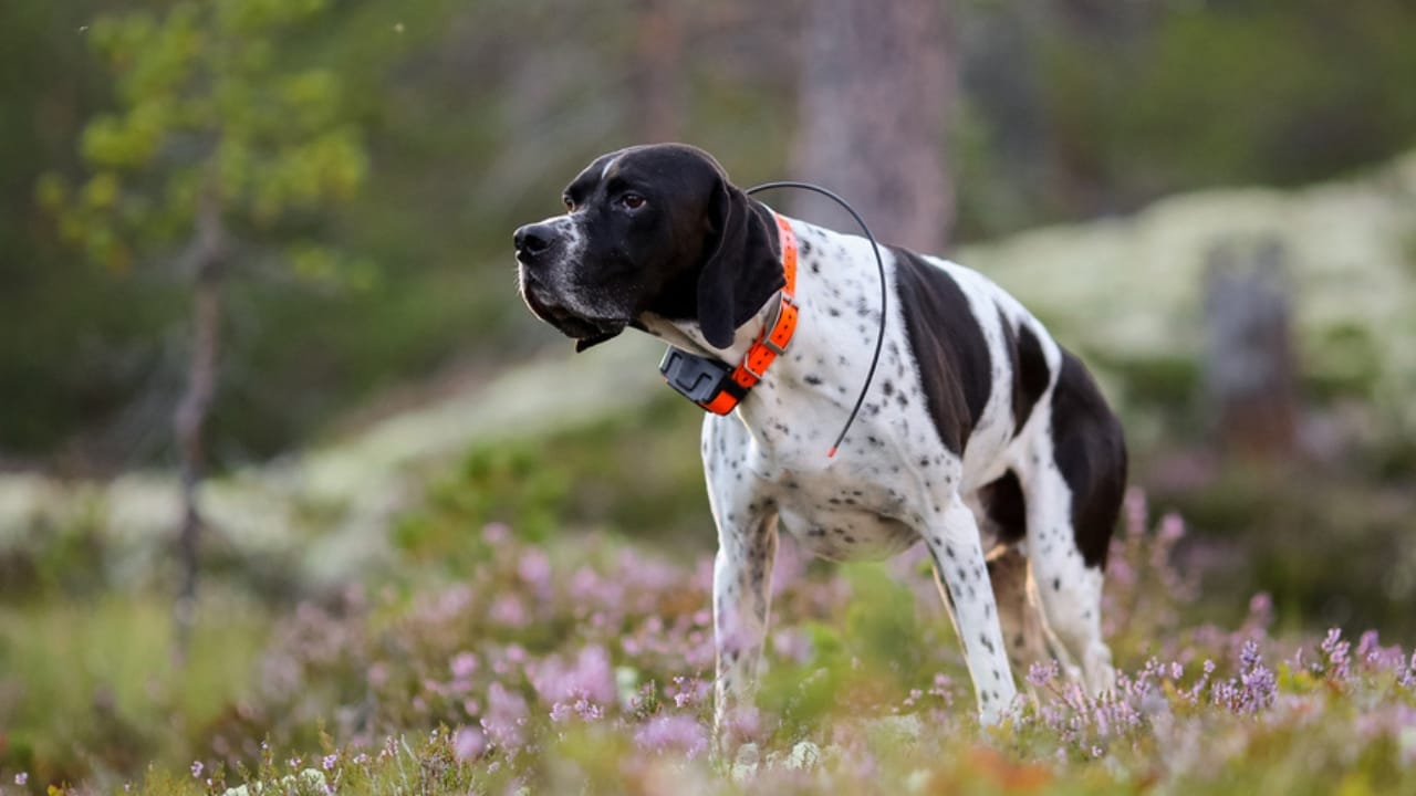 15 Hidden Costs of Pet Ownership Every Pet Parent Should Know 9 15 Hidden Costs of Pet Ownership Every Pet Parent Should Know - dog with tracker dp402416122 dnoh