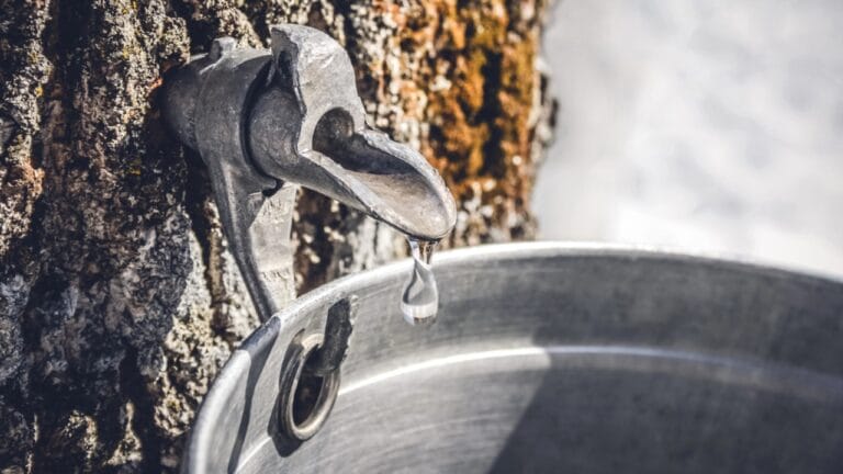 20 Trees That Could Be Your Lifeline in a Survival Situation 6 20 Trees That Could Be Your Lifeline in a Survival Situation - droplet of maple sap dripping dp246742904 dnoh