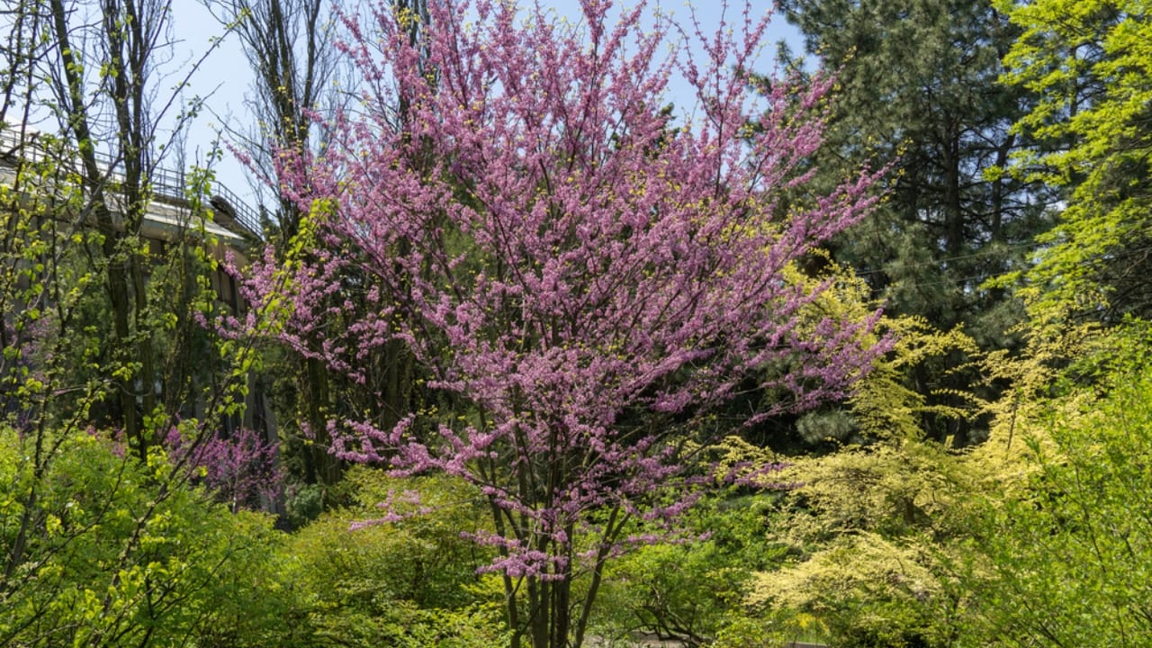 7 Native Trees That Outshine Flowers for Pollinators 2 7 Native Trees That Outshine Flowers for Pollinators - eastern redbud tree dp574738718 dnoh