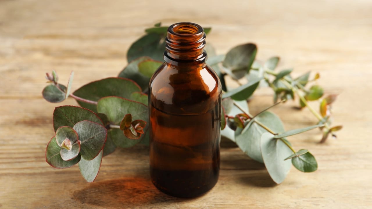 15 Scents Bed Bugs Hate—and How to Use Them - eucalyptus oil dp652771770 dnoh