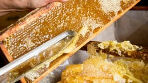 From Hive to Jar: The Art & Science of Harvesting Honey 1 From Hive to Jar: The Art & Science of Harvesting Honey - extracting honey from honeycomb dp411271320 dnoh