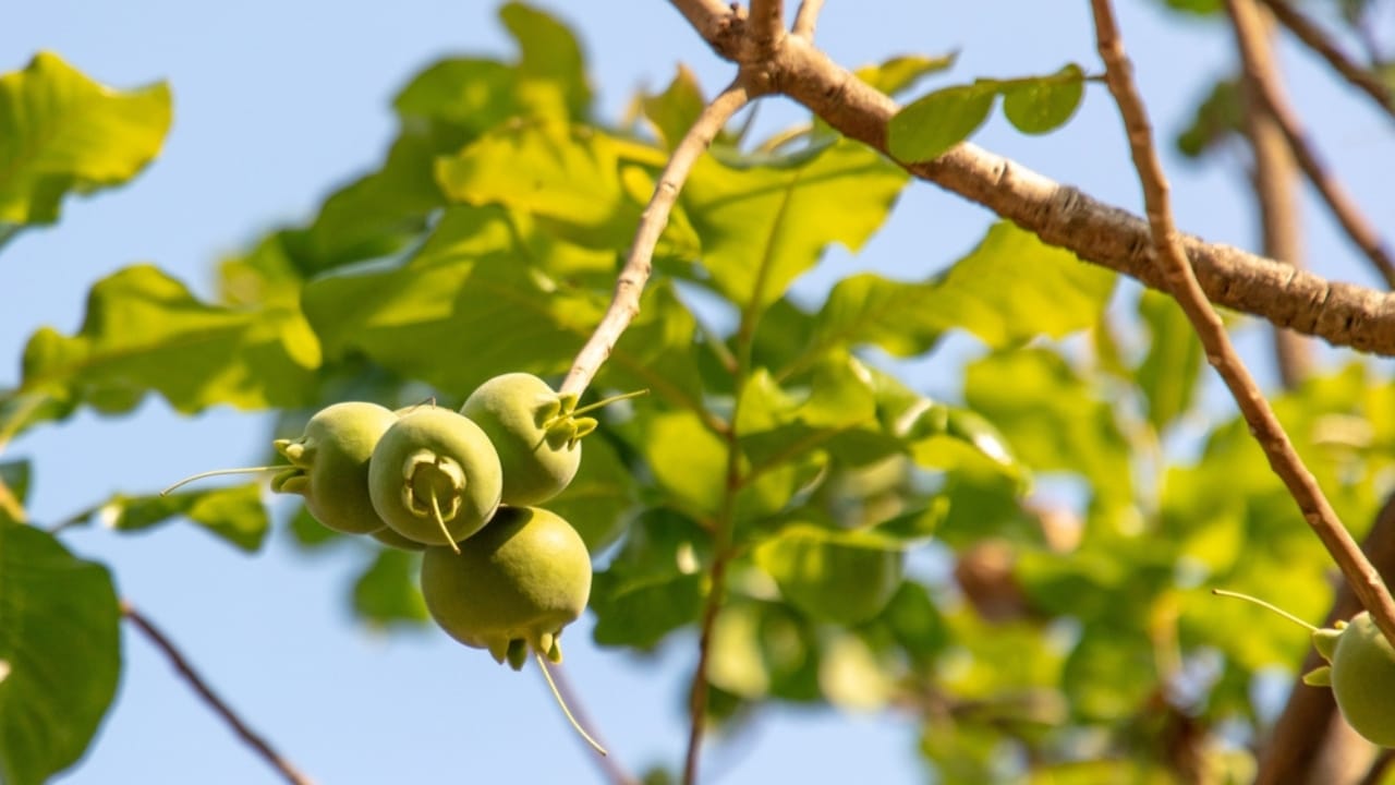 10 Deadly Facts About the World’s Most Dangerous Tree 8 10 Deadly Facts About the World’s Most Dangerous Tree - eye damage machineel ss2465279553 adyh