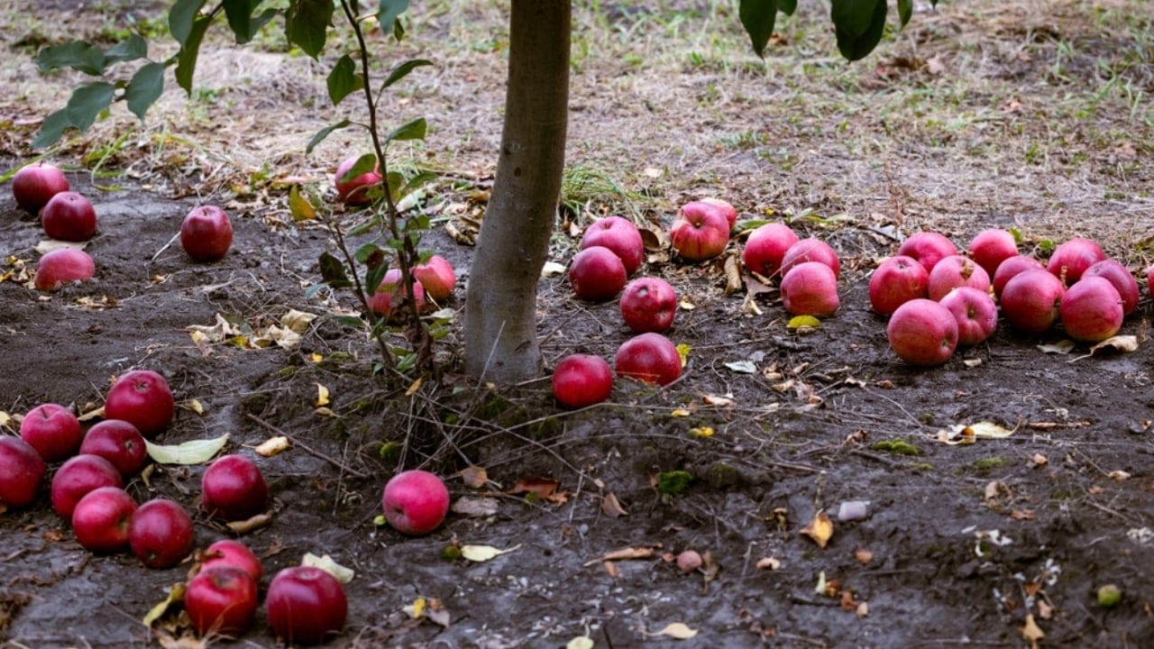 6 Natural Ways to Get Rid of Ants in Your Yard & Driveway 3 6 Natural Ways to Get Rid of Ants in Your Yard & Driveway - fallen fruit ss2339255177 dnoh