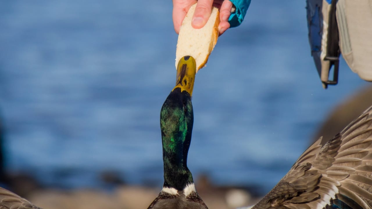 16 Wildlife Myths That Could Be Hurting Animals—and You 7 16 Wildlife Myths That Could Be Hurting Animals—and You - feeding duck dp39768335 dnoh