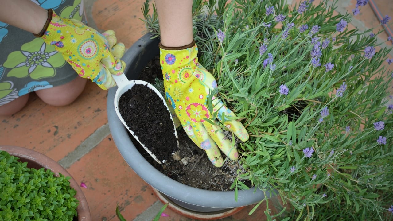 Bring Lavender Indoors: 10 Tips for Potted Perfection 8 Bring Lavender Indoors: 10 Tips for Potted Perfection - fertilizing lavender ss1109310002 degm