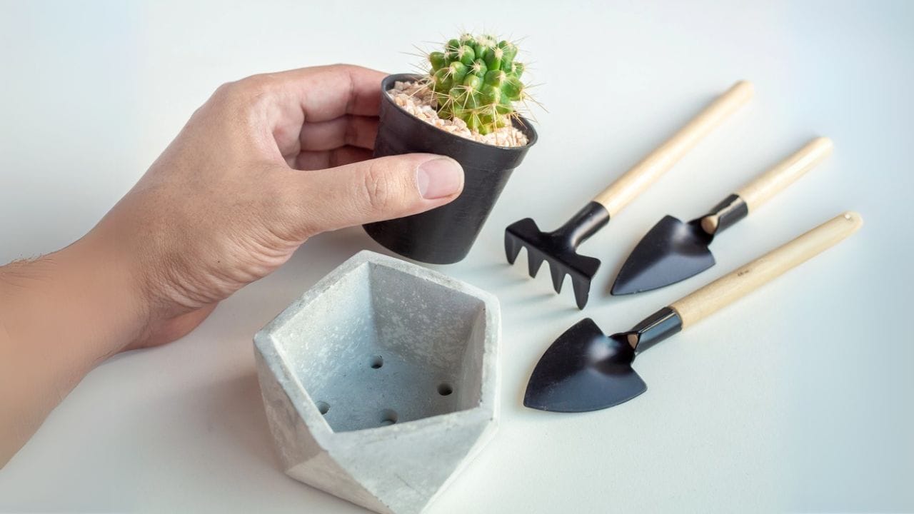 Bathroom Plants Made Easy: 15 Care Tips for a Lush Look - flower pot with holes cactus plant dp243027598 dnoh