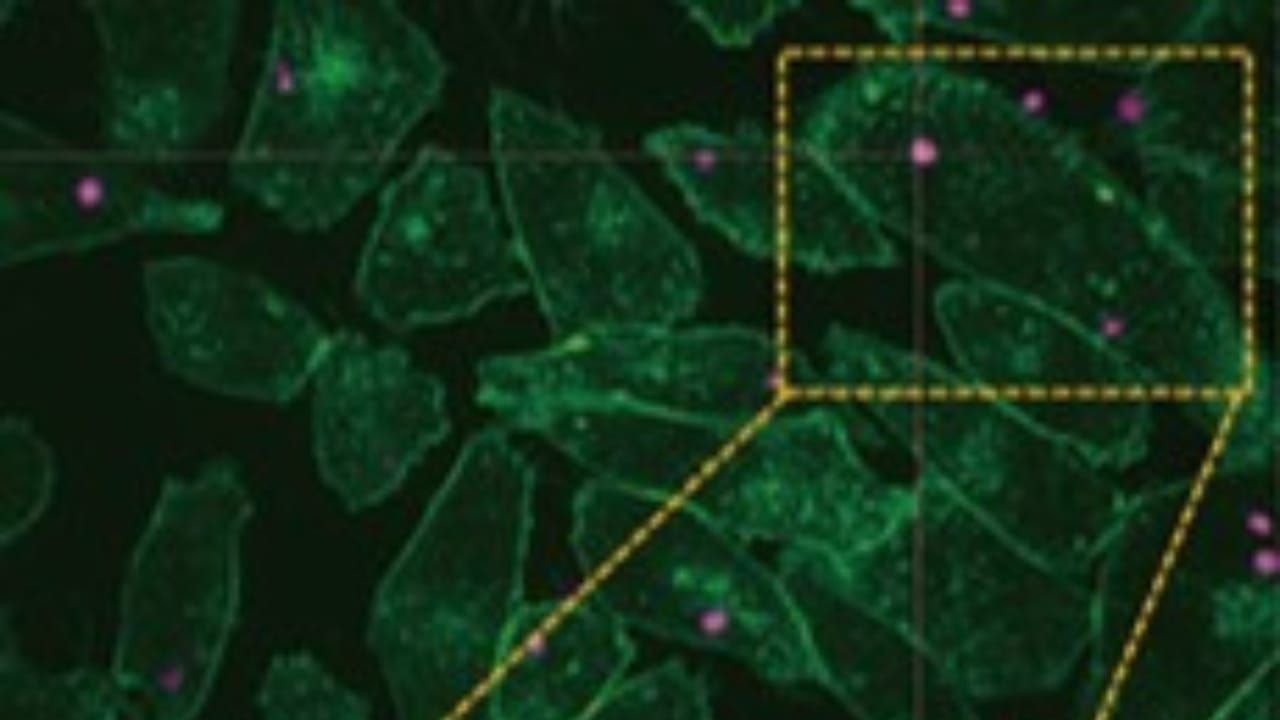 Scientists Create Animal Cells That Harness Sunlight for Energy 4 Scientists Create Animal Cells That Harness Sunlight for Energy - food planimal cells