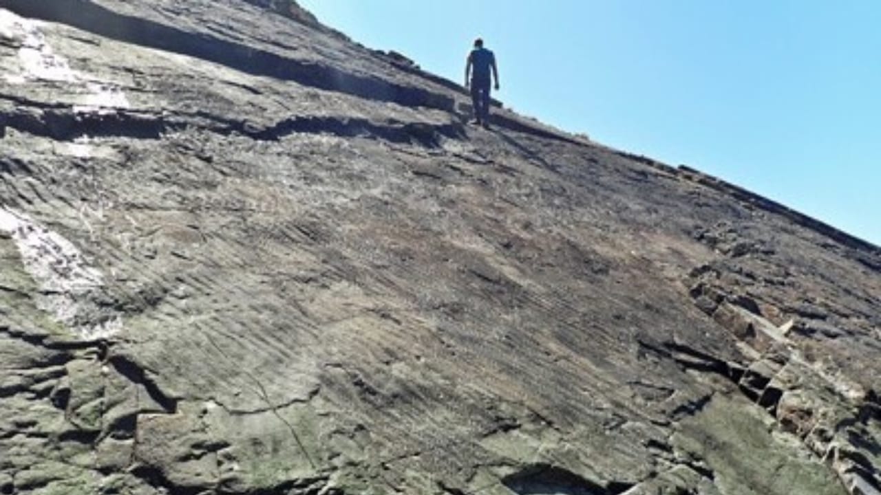 World’s Oldest Forest Found in England After 390 Million Years 9 World’s Oldest Forest Found in England After 390 Million Years - fossilized forest