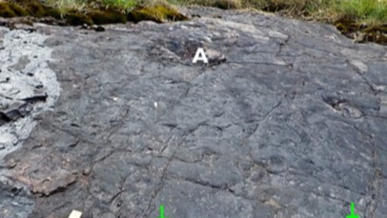 World’s Oldest Forest Found in England After 390 Million Years 7 World’s Oldest Forest Found in England After 390 Million Years - fozzilised forest preserve