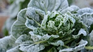 15 vegetables that laugh at frost (your winter garden starter list) 1 15 vegetables that laugh at frost (your winter garden starter list) - frozen cabbage winter dp534507750 dnoh