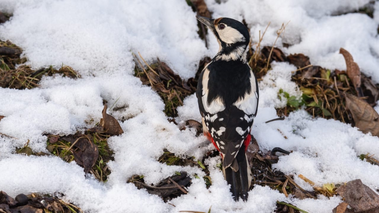 Feeding Woodpeckers in Winter: 10 Ways to Help Them Survive 10 Feeding Woodpeckers in Winter: 10 Ways to Help Them Survive - garden woodpecker ss1627856071 adyh