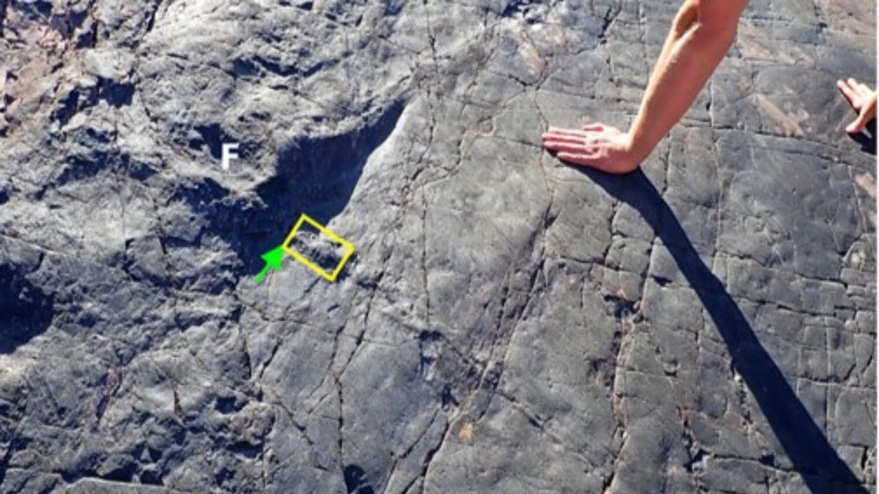 World’s Oldest Forest Found in England After 390 Million Years 6 World’s Oldest Forest Found in England After 390 Million Years - geological survey