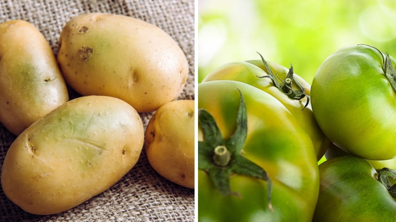 16 Foods That Can Harm or Kill Your Cat—Keep Them Away 17 16 Foods That Can Harm or Kill Your Cat—Keep Them Away - green potatoes and tomatoes ss168468582480028406