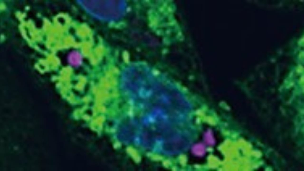 Scientists Create Animal Cells That Harness Sunlight for Energy 5 Scientists Create Animal Cells That Harness Sunlight for Energy - greener planimal cells