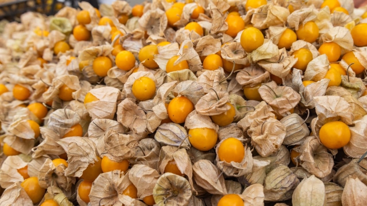 Bored of Basic Veggies... Grow These 15 Exciting Alternatives 5 Bored of Basic Veggies... Grow These 15 Exciting Alternatives - ground cherries ss2538297915 adyh