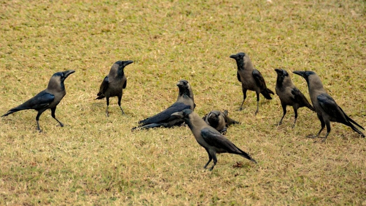 Crows Remember Their Enemies for Nearly 20 Years 2 Crows Remember Their Enemies for Nearly 20 Years - group of crows ss2501930619 adyh