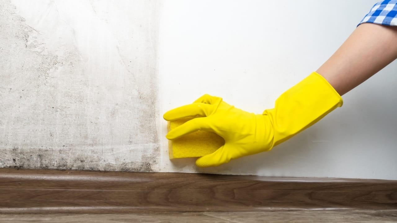 Clean Your Walls Like a Pro—No Streaks, No Damage - hands cleaning walls ss2132975755 dpdgm