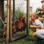 16 Reasons Backyard Chickens Belong in Your Home’s Backyard 18 16 Reasons Backyard Chickens Belong in Your Home’s Backyard - happy boy with chicken ss2331472489