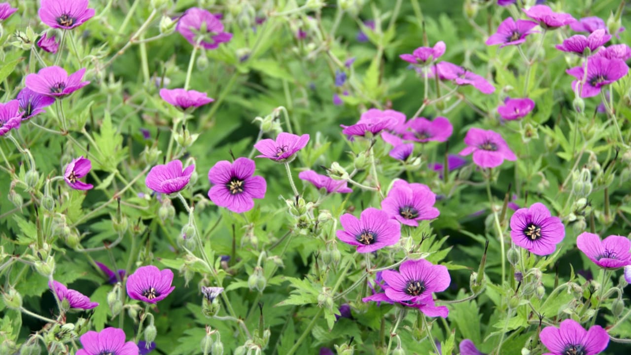15 Flowers That Look Like Roses but Are Easier to Grow 16 15 Flowers That Look Like Roses but Are Easier to Grow - hardy geraniums cranesbill dp3848970 dnoh