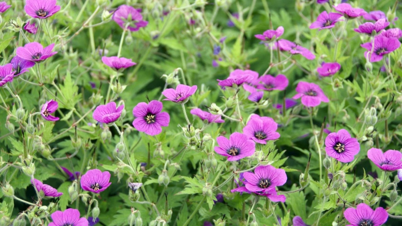 Say Goodbye to Grass: Grow Hardy Geraniums for a Beautiful Perennial Ground Cover - hardy geraniums cranesbill dp3848970 dnoh