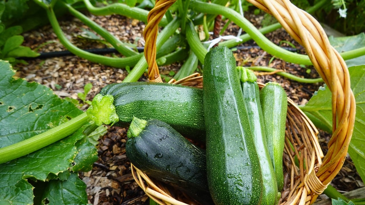 Why Zucchini & White Clover Are the Perfect Garden Duo - harvest zucchini in the backyard garden ss2342435893 degm