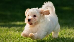 Love Yorkies? Meet 13 Breeds With Similar Charm & Smarts 1 Love Yorkies? Meet 13 Breeds With Similar Charm & Smarts - havanese puppy dog ss1418311913 degm