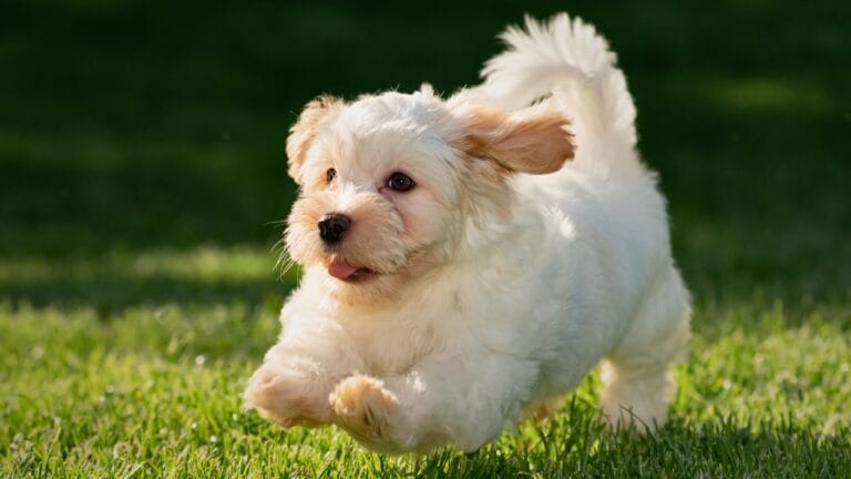 Love Yorkies? Meet 13 Breeds With Similar Charm & Smarts - havanese puppy dog ss1418311913 degm