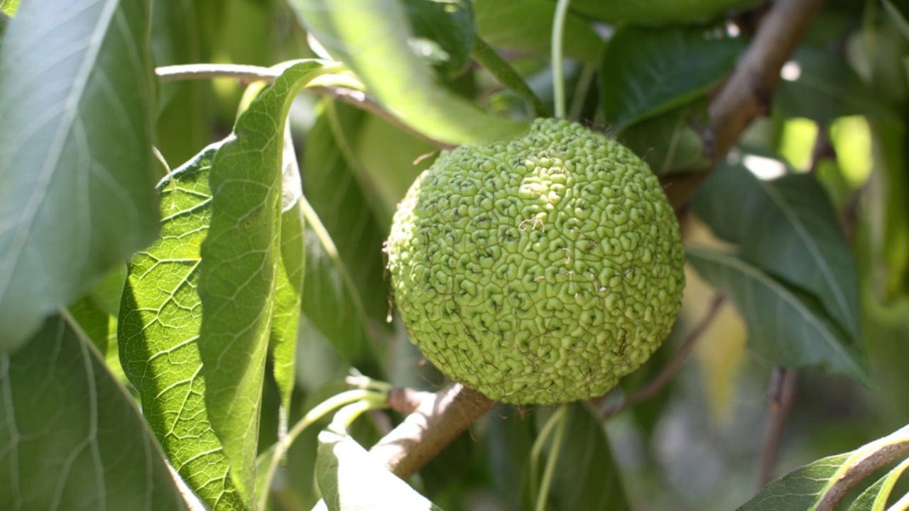 9 Creative Uses for Hedge Apples Around Your Home 6 9 Creative Uses for Hedge Apples Around Your Home - hedge apple dp11860572 dnoh